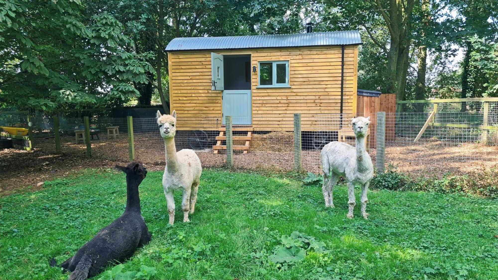 Horsley Hale Farm Glamping Hotel Ely Exterior foto