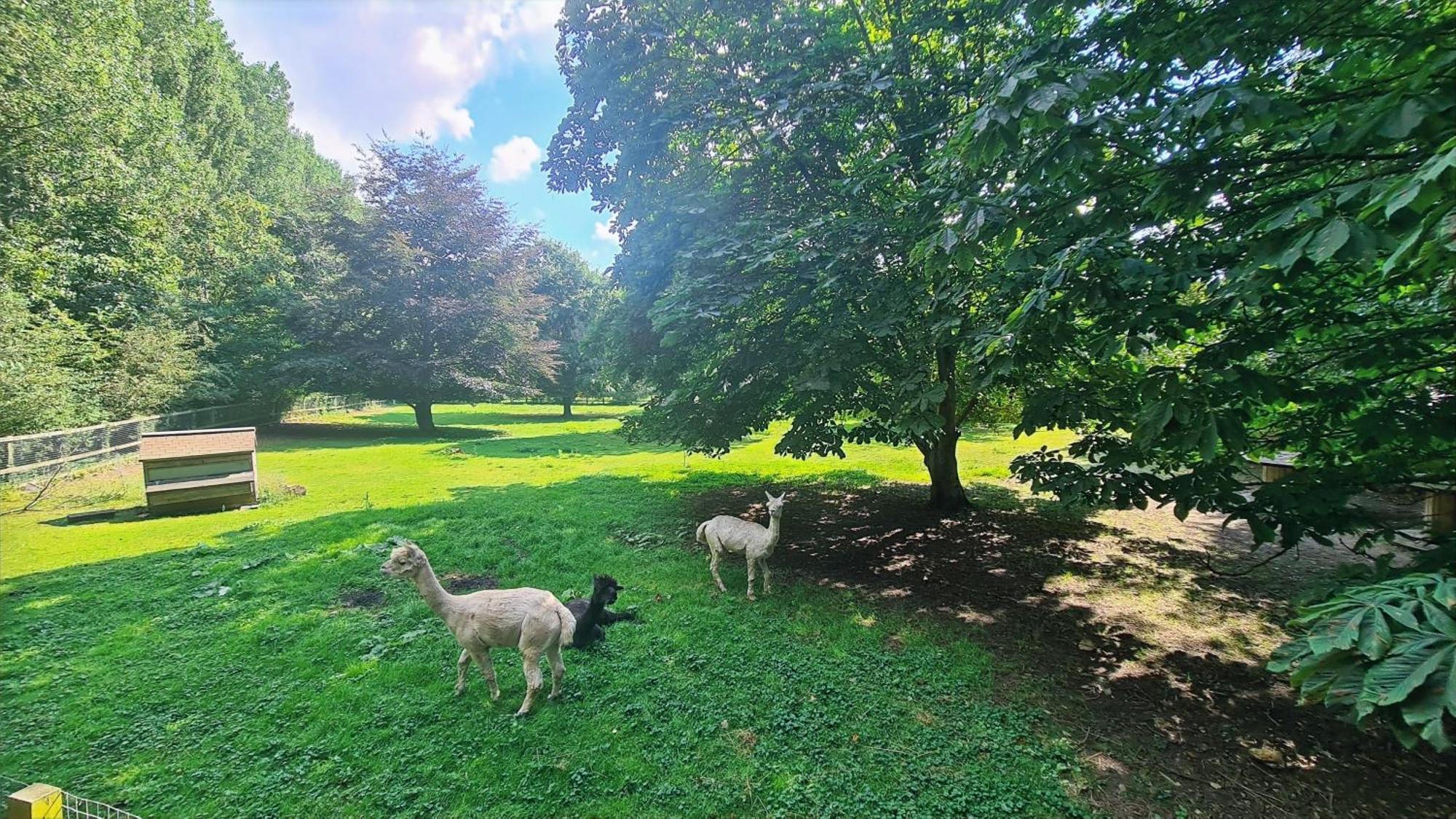 Horsley Hale Farm Glamping Hotel Ely Cameră foto